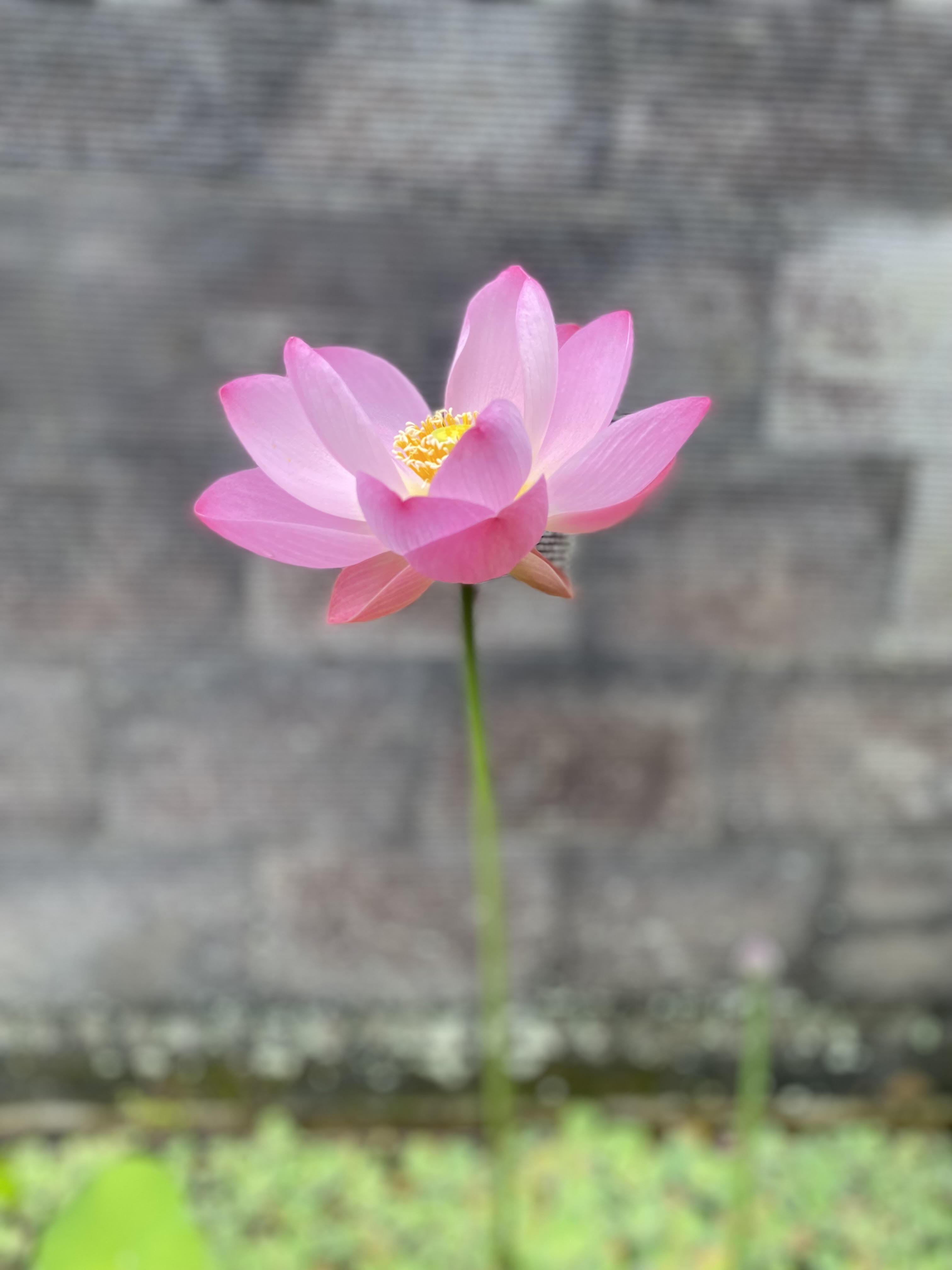 Reiki healing